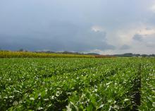 Dark clouds move toward Mississippi State University soybean and corn plots at the R.R. Foil Plant Science Research Center in Starkville, Mississippi, on Aug. 17, 2017. (Photo by MSU Extension Service/Linda Breazeale)