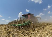 Harvesting corn at Simmons Planting Co. in Arcola, Mississippi, on Aug. 22, 2017. (Photo by MSU Extension Service/Kevin Hudson)