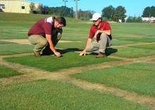 Two men kneel over a square test plot and feel the texture of the sod.