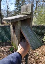 Nest boxes with easy access doors make cleaning the boxes for the new breeding season simple and quick. (Photo by MSU Extension Service/Adam T. Rohnke). 