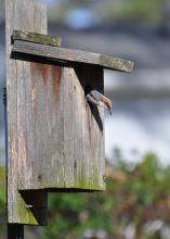 Brown-headed nuthatch inspecting a recently cleaned-out nest box in a backyard in Clinton, Mississippi. (Photo by MSU Extension Service/Adam T. Rohnke). 