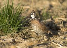 The best way to reduce the decline in northern bobwhite quail populations is to intentionally provide habitat conditions critical to their survival. (MSU Extension Service file photo)