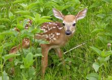 A stray fawn may look vulnerable and alone, but the mother is usually nearby keeping a watchful eye on her offspring. (Stock photo)