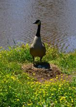 During late spring and early summer, spectators and photographers should limit stress for nesting birds, such as this Canada goose near a pond in Oktibbeha County, Mississippi, on May 7, 2017. (Photo by MSU Extension Service/Linda Breazeale)