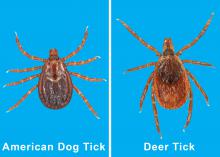 The deer tick and the American dog tick, shown here, are two of the five most common tick species found in Mississippi. The state is home to about 19 tick species. (File photos by MSU Extension Service/Blake Layton)