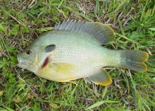 Hybrid sunfish, sometimes called hybrid bream, are good options for small ponds because they grow quickly, especially when fed, and they are easy to catch. (Photo by MSU Extension Service/Wes Neal)