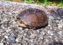 Retreating into its shell will not protect this box turtle from most road dangers. If conditions are safe, render aid by moving or encouraging snakes and turtles off roads in the directions they are already headed. (Photo by MSU Extension Service/Evan O’Donnell)