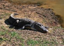 A large alligator rests on the shoreline beside water on a sunny day.