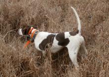 A bird dog is on point in tall grass as it detects quail.