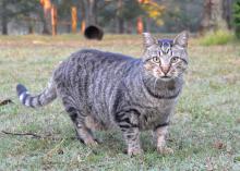 The cut across the tip of this gray cat’s right ear is visible as it looks at the camera while standing in a barnyard.