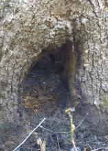 Bats roosting in the cavity of large tree.