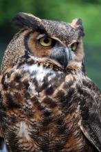 Close-up photo of a brown and white owl as it looks off to the right.