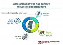 Graphic illustration showing economic impact of wild hog damage to Mississippi agriculture: $298,000 to repair damage, $209,000 for control measures, $160,000 labor costs and $85,000 in lost crops.