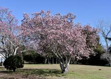 Saucer magnolias are considered to be small trees and can be pruned after flowering to control their size. (Photo by MSU Extension/Gary Bachman)