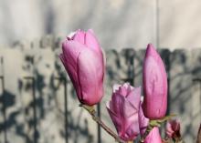 The rush of colorful pinks emerging from saucer magnolia buds is always a welcome sight in late winter and early spring. (Photo by MSU Extension/Gary Bachman)