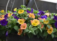 Supertunia Royal Velvet combines perfectly with Supertunia Honey for a beautiful hanging basket. (Photo by MSU Extension/Gary Bachman)