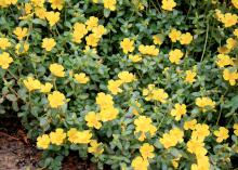 Purslane is a low-growing, succulent-looking annual that makes a good ground cover. Selections such as these Pazazz Jumbo Yellow purslanes like full sun and thrive in hot Mississippi summers. (Photo by MSU Extension/Gary Bachman)