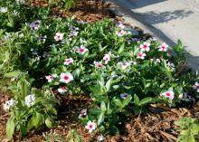 Flowering vincas, such as these selections of the carpet series, are versatile, full-sun plants that looks great mass planted in the landscape. (Photo by MSU Extension/Gary Bachman)