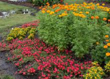 Also called the African marigold, various series of the American marigold can range from 15 inches to 3 feet in height. (Photo by MSU Extension Service/Gary Bachman)