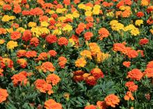 French marigolds are smaller but have more flower variety than American marigolds. (Photo by MSU Extension Service/Gary Bachman)