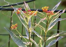 Monarch Promise is a fun new selection of tropical milkweed that is very attractive to Monarchs and is pretty in the garden. Its foliage colors are enhanced when grown in full sun. (Photo by MSU Extension/Gary Bachman)