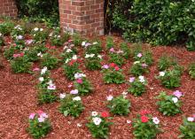 Annual flowering vincas are excellent landscape choices as they are solid performers for providing hot summer color. (Photo by MSU Extension/Gary Bachman)