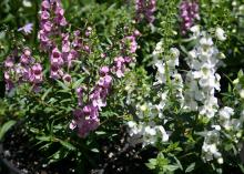 A member of the snapdragon family, the Serena Angelonia will grow to 1 foot tall and spread up to 14 inches. (Photo by MSU Extension Service/Gary Bachman)