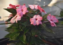 New Guinea impatiens are strictly shade-loving plants that can complement their sun-loving cousins, the SunPatiens. (Photo by MSU Extension/Gary Bachman)