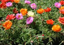 Moss rose is a great summer selection with blooms that resemble tiny roses and succulent foliage that withstands the heat. (Photo by MSU Extension/Gary Bachman)