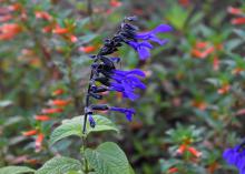 The Black and Bloom salvia is one of the first summer perennials to start blooming. This tough plant survives and thrives in hot summers. (Photo by MSU Extension/Gary Bachman)