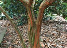 As crape myrtles mature, their bark begins to exfoliate, revealing inner bark colors ranging from gray-green to dark cinnamon-red. (Photo by MSU Extension/Gary Bachman)