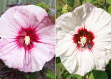 The combination of flower and foliage colors on Summerific Perfect Storm (left) is as dramatic as a summer thunderstorm. Although a compact-growing selection, the huge flowers can exceed 9 inches in diameter. The star of my late-summer garden is Summerific Cherry Cheesecake (right), which blooms for a month with 7- to 8-inch-diameter flowers. (Photo by MSU Extension/Gary Bachman)