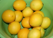 Meyer lemons, a cross between a lemon and an orange, are thin-skinned and sweet. They can be grown in Mississippi landscapes. (Photo by MSU Extension/Gary Bachman)