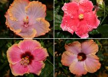 Tropical hibiscus, such as this Cajun Creole Lady (top left), require consistent moisture. Although Cajun Peppermint Patty (top right) flowers bloom for just one day, the plants produce flowers from spring until fall. Tropical hibiscus, such as this Cajun Dixieland Delight (bottom left), produce flowers with spectacular colors and combinations. The dark green and glossy foliage of tropical hibiscus such as this Cajun Rum Runner (bottom right) provides a nice background for the colorful blooms.