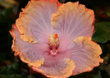 Tropical hibiscus, such as this Cajun Creole Lady, require consistent moisture, with greater demand in the hot months. (Photo by MSU Extension/Gary Bachman)