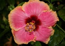 Tropical hibiscus, such as this Cajun Dixieland Delight, produce flowers with spectacular colors and combinations. (Photo by MSU Extension/Gary Bachman)