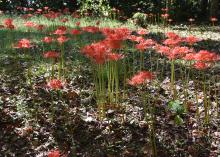 A group of pink/red red flowers, lycorises, commonly called naked ladies, surprise or spider lilies.
