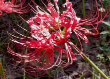 A Lycoris, pink/red flower with no foliage, better known as the spider lily or naked lady. 