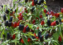 This Black Hawk pepper plant has red to black peppers with green foliage.