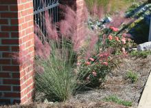 Gulf Muhly grass has spiky, upright leaves through the summer and a grand flourish in the fall. Its billowing masses of flowers resemble pink clouds in the landscape.