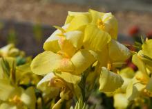 Sunlight brings out subtle, pink spots on Toucan Yellow cannas.