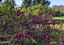American beautyberry comes in a variety of berry colors, such as this Bonner Creek, which has dark-burgundy berries the color of a fine merlot.