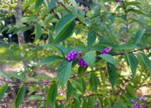 Japanese beautyberry has bright-purple berries held out from the branches on small stems, unlike those of American Beautyberry, which are displayed in tight clusters up and down the stems.
