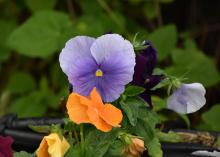 Two pansies are pictured, one a solid light purple and the other a solid orange.