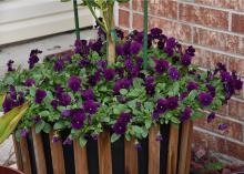 A wooden basket overflows with solid purple pansies.