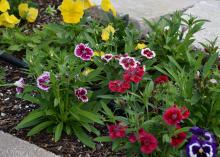 Pansies and dianthus grow in a narrow strip of land between the sidewalk and road.