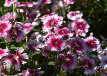 Close-up image of bicolored pink dianthus flowers.