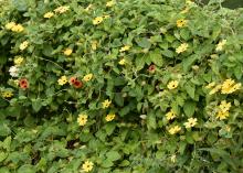 A black-eyed Susan vine covering a fence features yellow flowers with the occasional orange one sprinkled in.