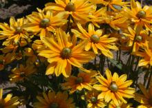 Several bright yellow flowers with green centers are displayed in the sun.