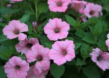 Pinkish-purple blooms cover a lush green plant.